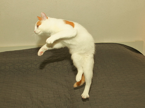 Nikita in Action