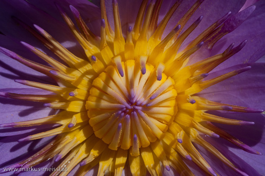 Lotusblüte (Nelumbo)