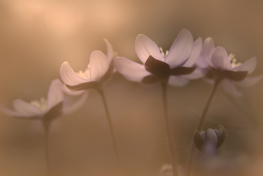 Morgen Freude...=)