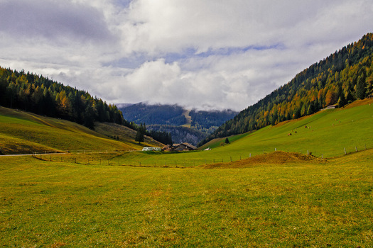 Padaun