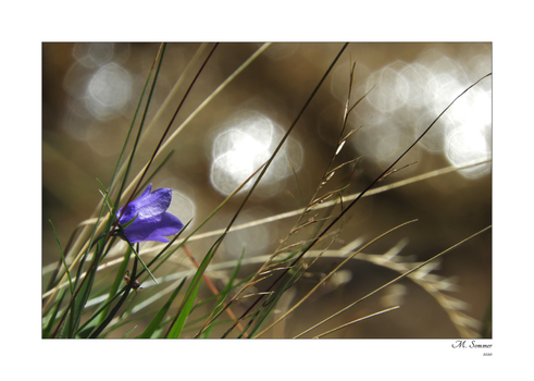 Glockenblume