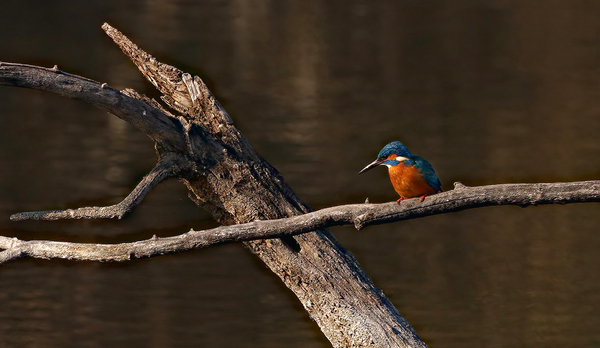 Eisvogel