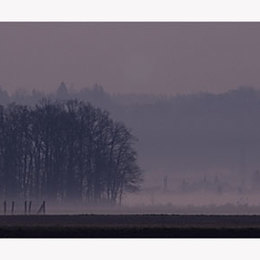rosa nebel....