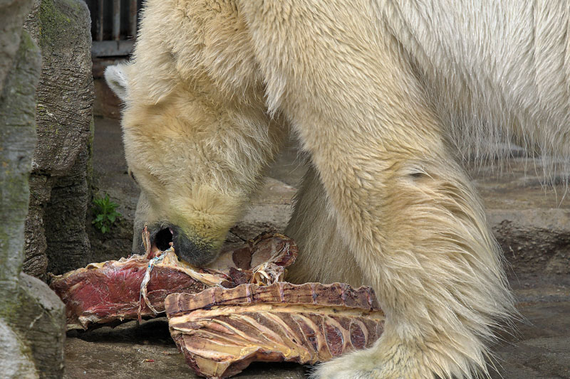 Eisbär