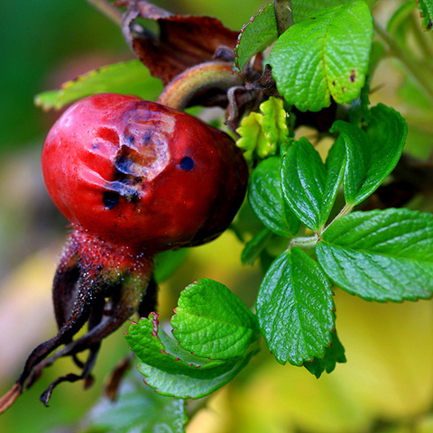Herbstlich 3
