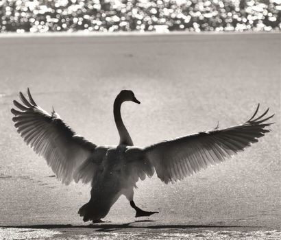 Spread your wings..
