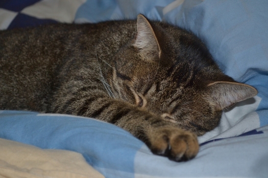 Katze