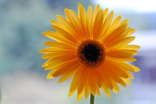 Blume (Gerberer)