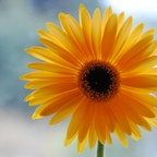 Blume (Gerberer)