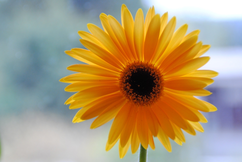 Blume (Gerberer)