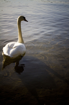 the ugly duck