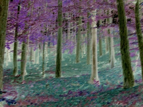Surealer Wald