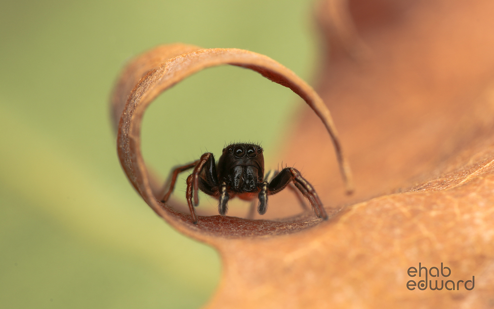 springspinne