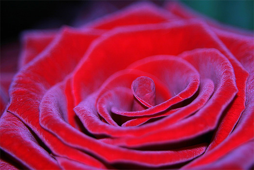 noch ne rose