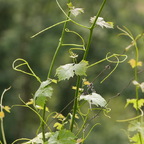 Zarte Triebe