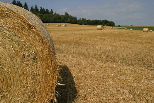 Stroh