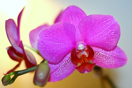 Orchidee im Kunstlicht