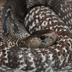 Indische Kobra