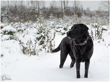 snow fun