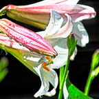 the beauty lily