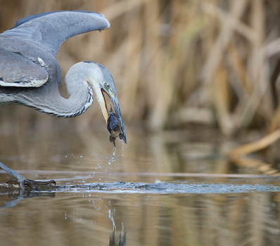 Catch without release
