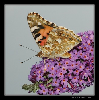 Schmetterling II