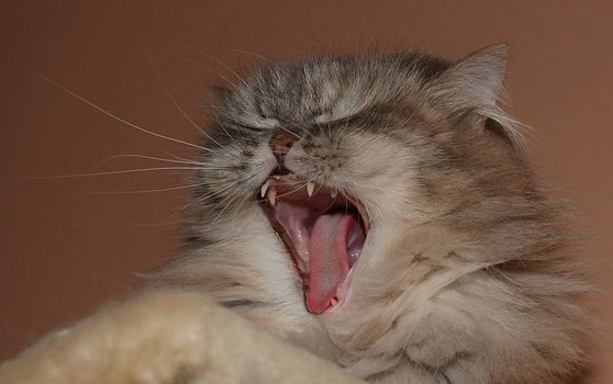 Katze