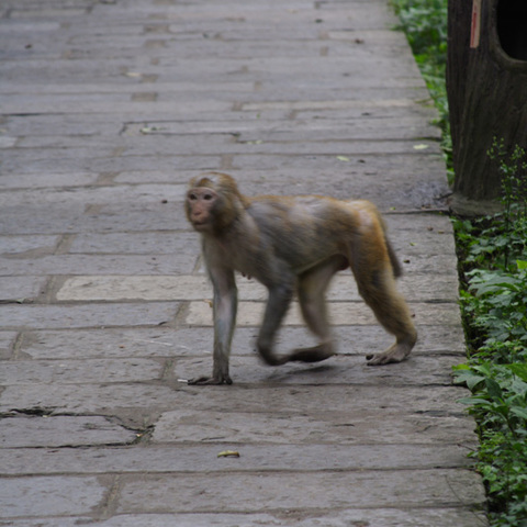 affe quert meinen weg