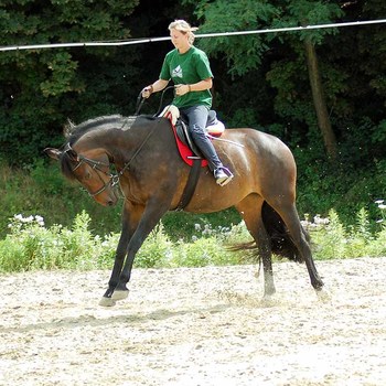 Rodeo auf englische Art