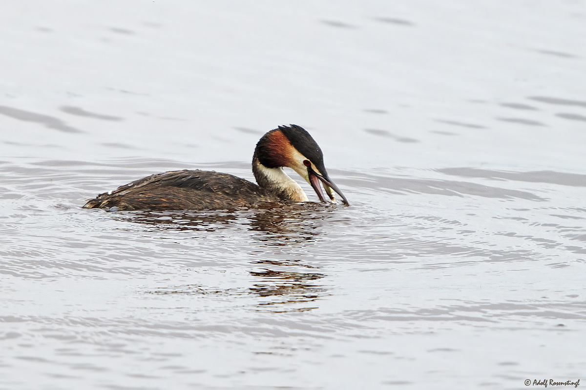 Haubentaucher (Podiceps cristatus) mit Beute