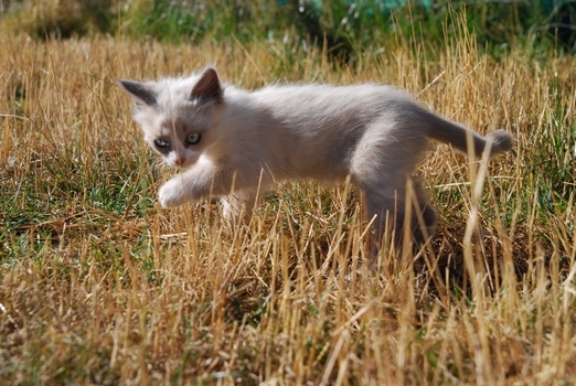 Gattino