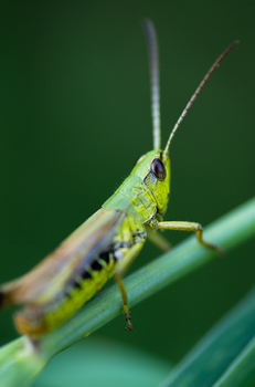 Grüner Hüpfer
