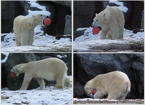 Der Ball gehört mir!!!