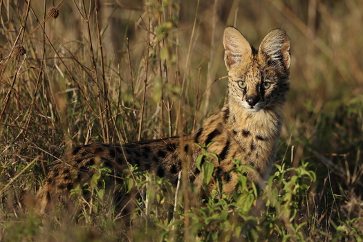 Serval