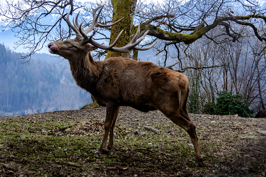 Rotwild im Wald