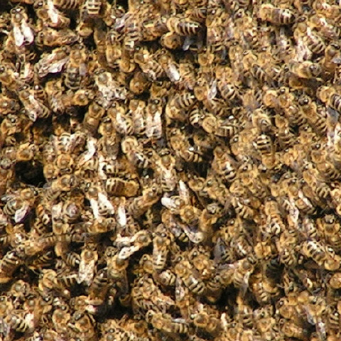 Die Bienen