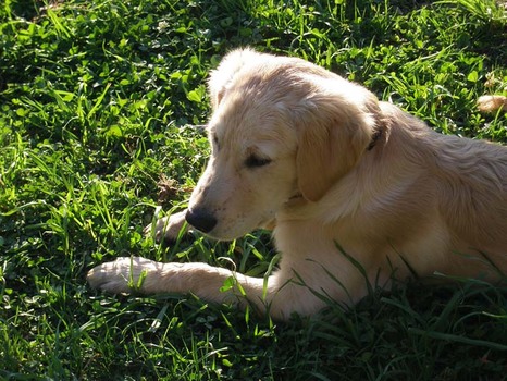 Hund