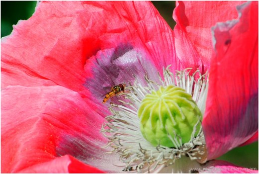 Mohn 1