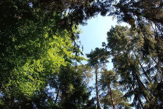 Variationen von Grün