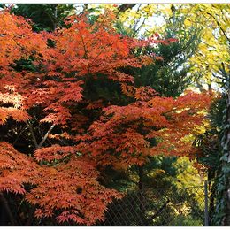 Colours