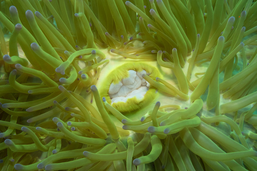 Anemone