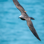 Brown Noddy-An den Federn sieht man die größten Turbulenzen