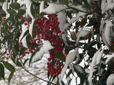 Schnee und rote Beeren