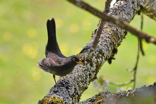 Amsel auf Futtersuche