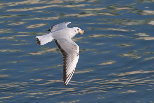Mövenflug