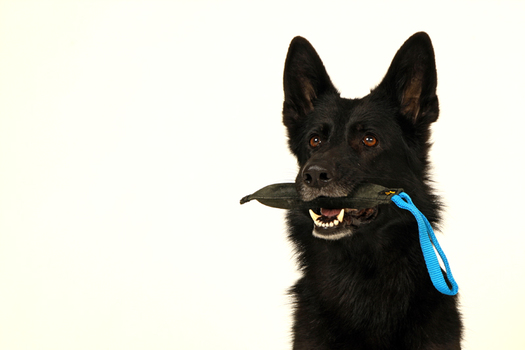 Hundeportrait