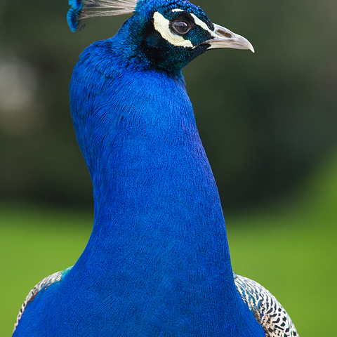 Ein Portrait