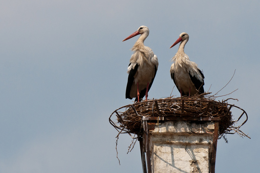 Klapperstorch