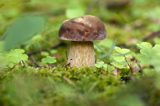 Pilz