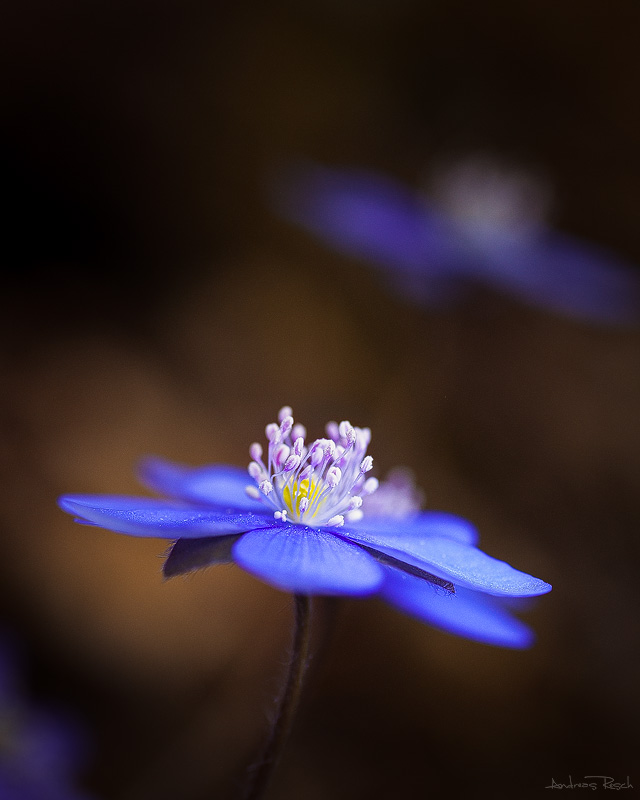Leberblümchen